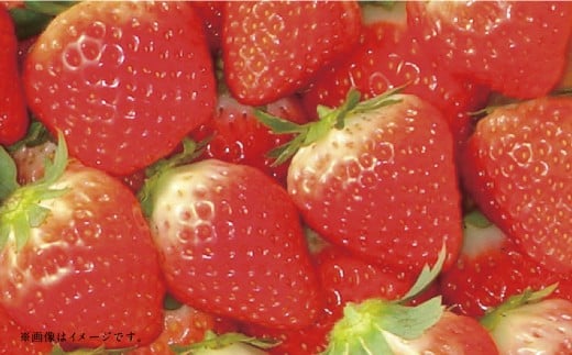 【フルーツ3回定期便】 球磨のいちご1kg×4パック+桃1kg