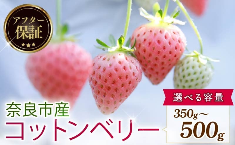 
            【数量限定】 2026年発送 苺 いちご コットンベリー 1 ～ 2パック 約350g (1パック) ～ 500g (250g×2パック) ゆりかーご 冷蔵 小分け 果物 スイーツ デザート くだもの フルーツ ベリー ふるさと納税 いちご 大粒 採れたて 完熟 おやつ 産地直送 先行予約 数量限定 季節限定 ブランド イチゴ ギフト お祝い 中村農園 奈良県 奈良市
          