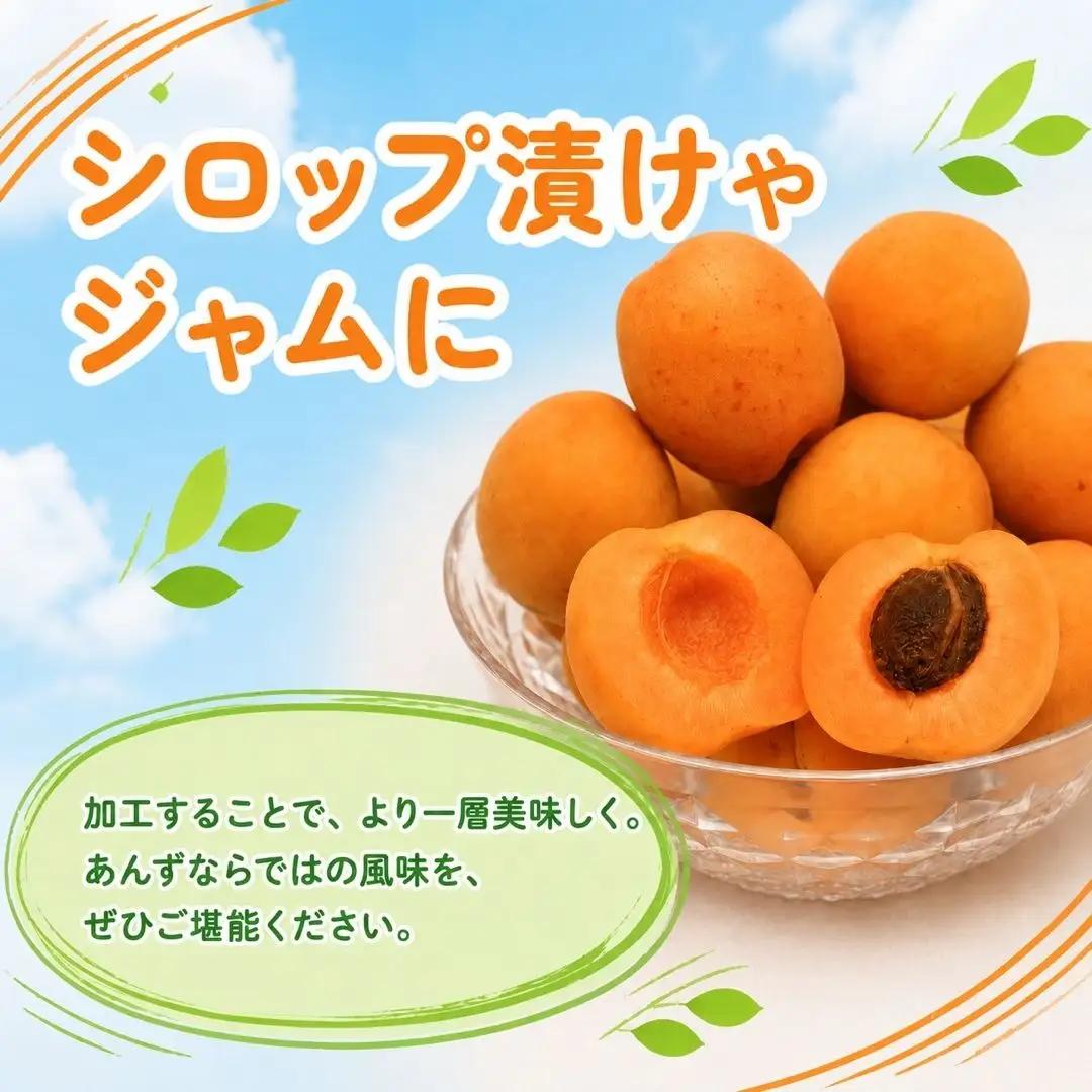 【2027年先行予約】あんず 昭和(長野県オリジナル品種) 約2kg |あんず 千曲市産 長野県 信州