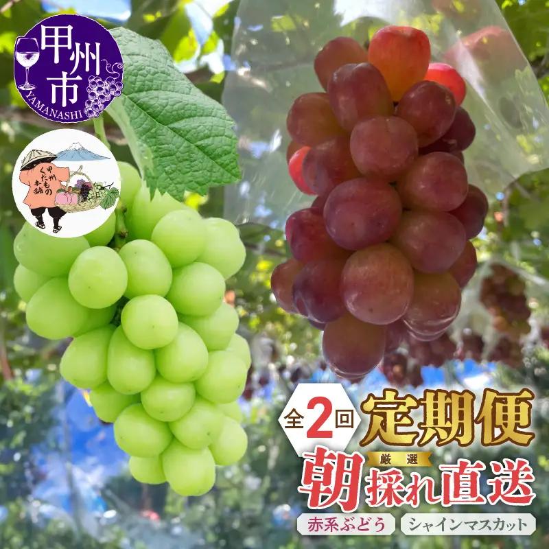 【定期便】厳選！朝採れ直送フルーツ2回定期便「シャインマスカット・赤系ぶどう」【2026年発送】（KKH）C1-490 シャインマスカット 赤系ぶどう フルーツ 