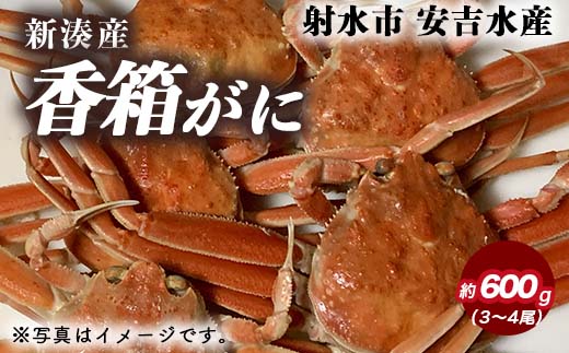 【特選】香箱がに 3～4尾（計約600g）【安吉水産】｜蟹 カニ ※離島への配送不可 ※2025年11月上旬～12月中旬頃に順次発送予定 ※発送まで1か月以上かかる場合があります。