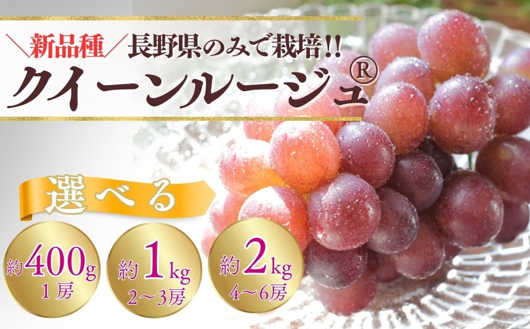 
                  【2026年先行予約】クイーンルージュ®  1房(400g以上) / 約1kg（2~3房）/ 約2kg（4~6房） | ぶどう 葡萄 ブドウ グレープ 赤ぶどう 種無し 種なし 皮ごと 果物 くだもの フルーツ 信州ぶどう 信州葡萄 産地直送 信州 長野 千曲市
                