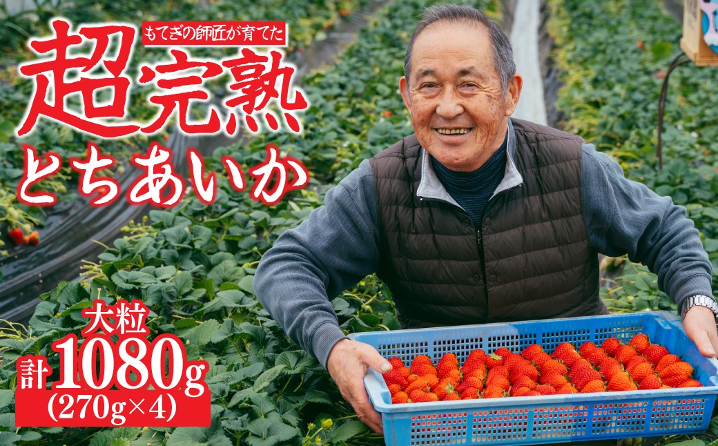 
            【先行受付：選べる発送月】いちご「茂木完熟いちご」師匠が育てた朝採れとちあいか 大粒  約270g × 4パック 合計約1080g | いちご イチゴ 苺 とちあいか 完熟 果物 甘い あまい フルーツ くだもの 旬 産地直送 栃木県産 関いちご園 栃木県 茂木町
          