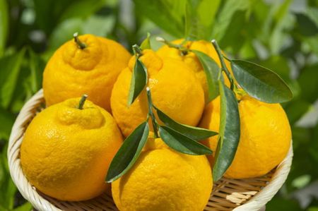 【濃厚】有田の不知火約4kg（13玉～24玉） ※2024年2月上旬～3月下旬頃に順次発送予定