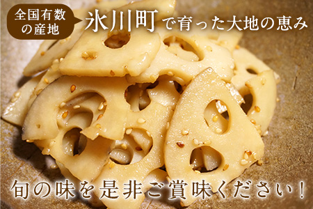 レンコン 約5kg 熊本県氷川町産 道の駅竜北《11月下旬-3月末頃出荷(土日祝除く)》