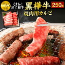 【ふるさと納税】くまもと黒毛和牛 黒樺牛 A4〜A5等級 焼肉用カルビ 250g 焼き肉 BBQ 霜降り 赤身 牛肉 和牛 牛 お肉 黒毛和牛 国産 九州産 熊本県産 冷凍 送料無料