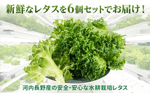 レタス 6個 水耕栽培 河内長野産 フリルレタス 種類 栽培 菜 茎 サラダ 副菜 おつまみ フレアベル フリルアイス セット 無農薬  栄養満点 ビタミン ミネラル 安心 安全 新鮮レタス｜こだわり