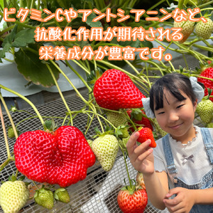 訳あり！太良町産「ゆめのか」冷凍いちご500ｇ×６袋 佐賀県 太良町 OA9