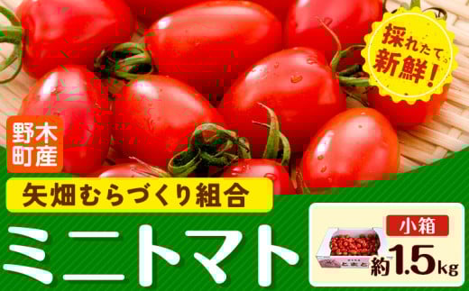 ミニトマト 約1.5kg 1箱 小箱 栃木県 野木町産 矢畑むらづくり組合 《10月上旬-6月下旬頃出荷》栃木県 野木町 トマト ミニトマト 野菜 新鮮