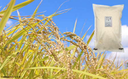 《3回定期便》神代米（粒すけ）　精白米　10kg ／ 米 こめ コメ ごはん ご飯 神代米 粒すけ 令和7年産 新米 精米 10kg 定期便 送料無料