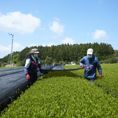 ふるさと納税 佐々町 【農林水産大臣賞】有機栽培 粉末緑茶 てっぺん粉茶(100g×3本)(佐々町) |  | 03