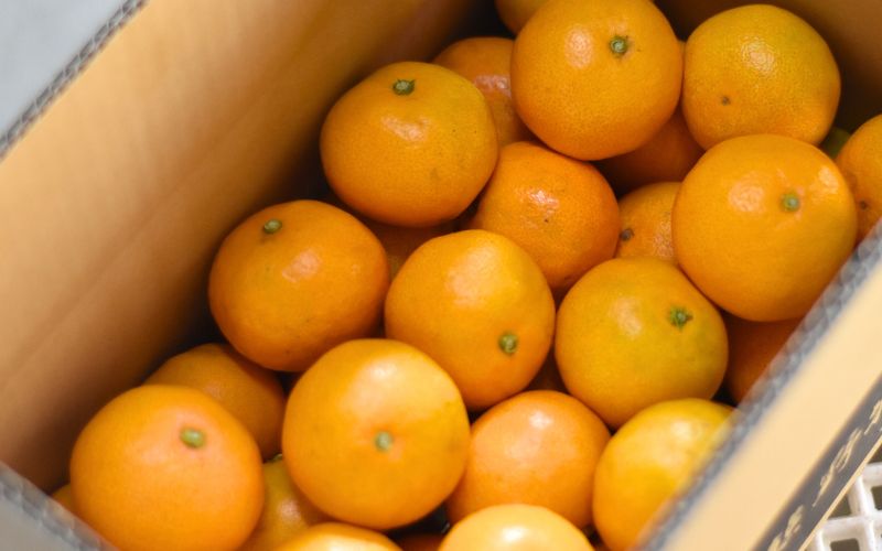 【12月25日受付終了】仲森農園の完熟熊野みかん 3kg【11月下旬から12月下旬に発送】みかん ミカン 蜜柑 温州みかん 柑橘 フルーツ 果物 産地直送 三重県 熊野市 熊野【nkmr0009】