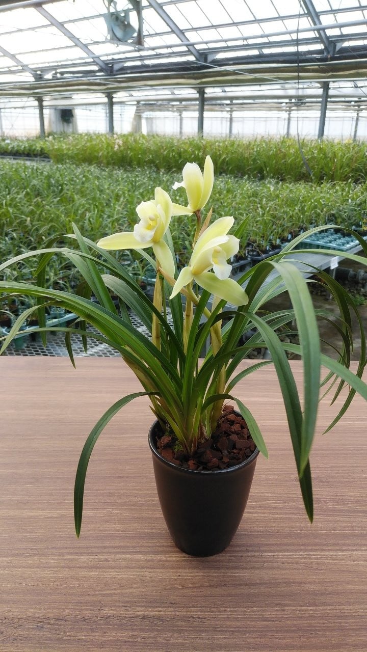 
            	芳香品種 和蘭 「夕月夜」 花芽～開花株 ４号陶器鉢付 B14-1002
          