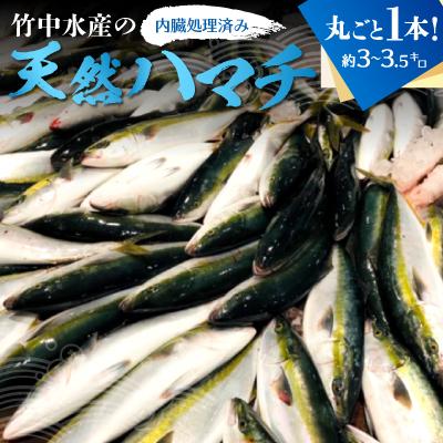ふるさと納税 八幡浜市 竹中水産の「天然ハマチ」丸ごと1本!(約3キロ〜3.5キロサイズ)内臓処理済み【F22-257】