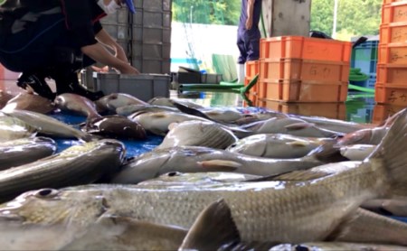 新鮮土佐魚の詰合せセットA