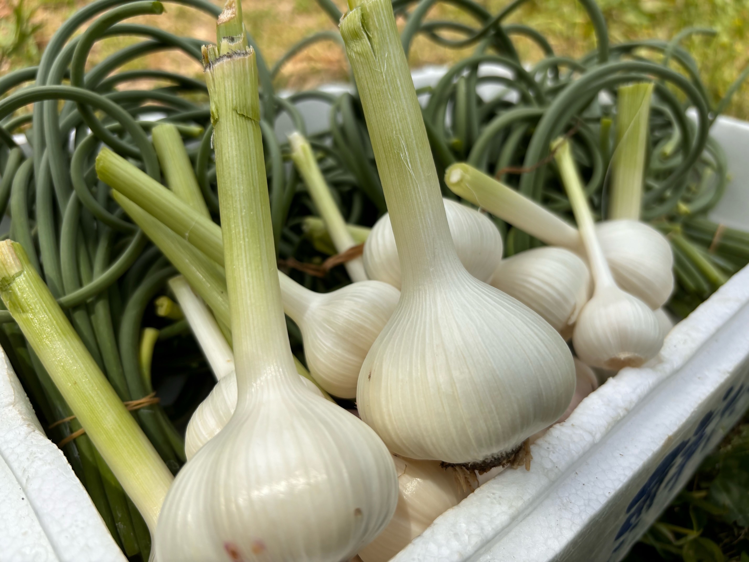 にんにく塩麴 130g×2本　にんにくの芽みそ120g×1本（自然栽培のにんにくシリーズ）【MUNAKATA HIKARI】_HA1597