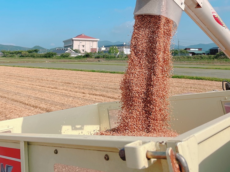 (1615)【定期便】お米 白米 精米 定期 ひとめぼれ 日置ノ庄 5kg 毎月コース6ヶ月連続配送 お米の定期便 長門市 (1615)