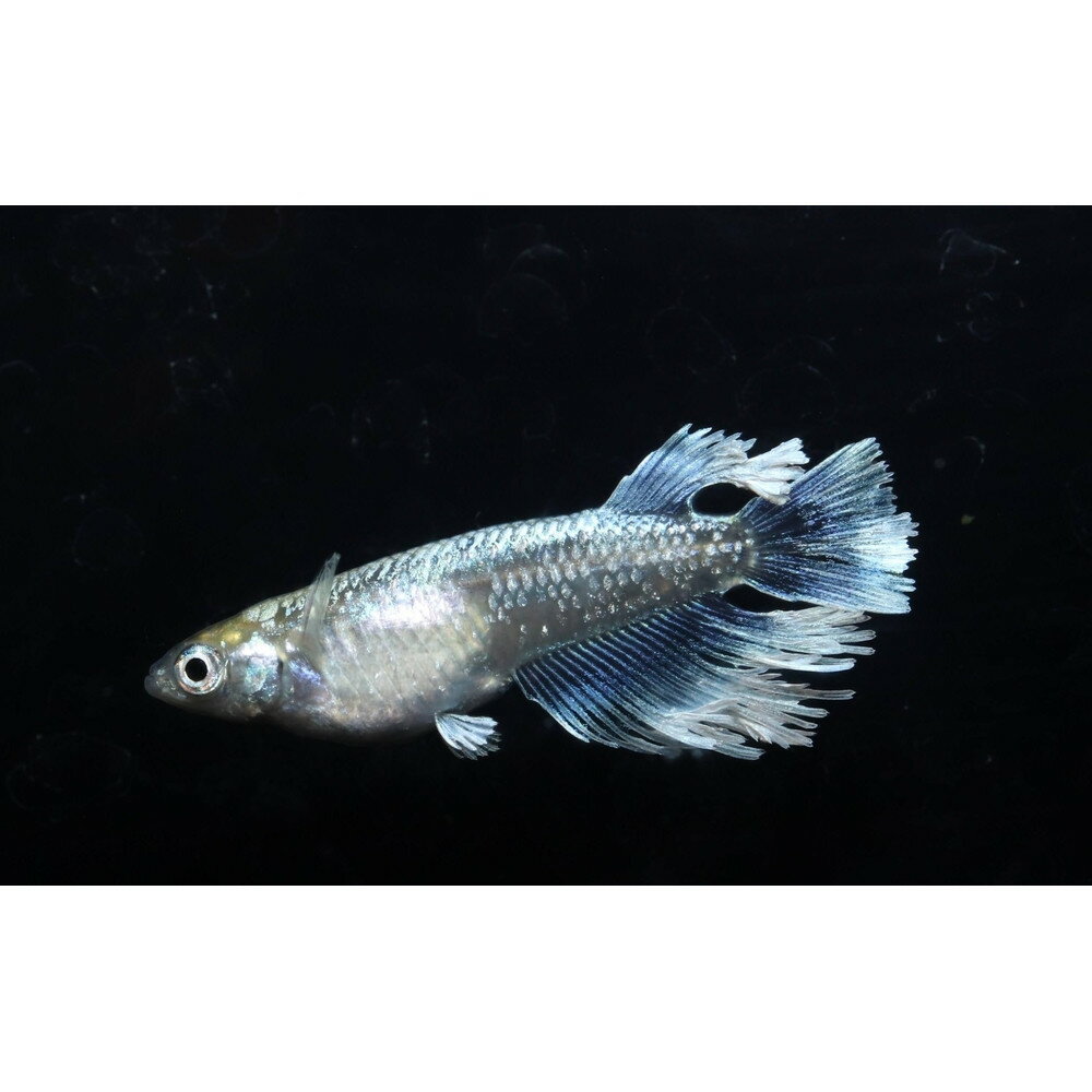 【ふるさと納税】エメキン（メダカ）1ペア メダカ屋えん 横浜市 | メダカ 淡水魚 観賞魚 ペット 飼育 人気 おすすめ 送料無料