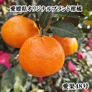 【3月下旬から発送予定】 あいか 愛果48号 約 1.5kg 6玉 特選品 期間限定 愛媛県産 みかん 柑橘 【FT100_x】