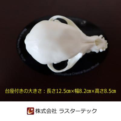 ふるさと納税 羽村市 チワワの頭蓋骨模型 |  | 01