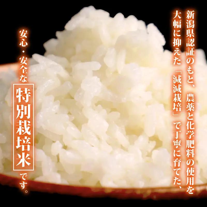 【コンテスト入賞米】 新米 特別栽培米 コシヒカリ 10kg 5kg×2袋 特栽米 新潟県産コシヒカリ 新発田産 新潟 米 アグリ中俵 新潟県 新発田市 【令和8年産 先行予約 2026年11月以降順