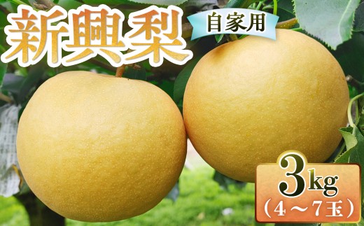 新興梨【自家用】3kg（三ツ田農園） 鳥取 梨 果物 フルーツ 和梨 新興梨 しんこうなし 人気 甘い