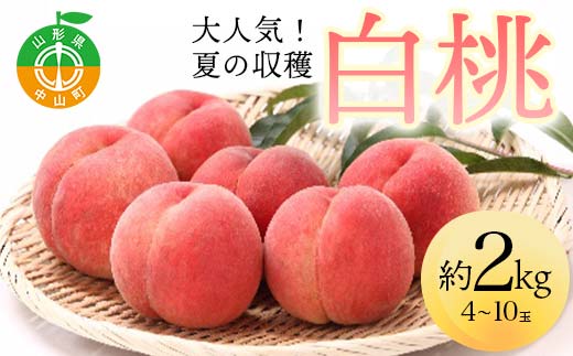 山形県産 大人気！ 夏の収穫 白桃 約2kg（4〜10玉） 桃 もも フルーツ くだもの 山形県 中山町 F4A-0423