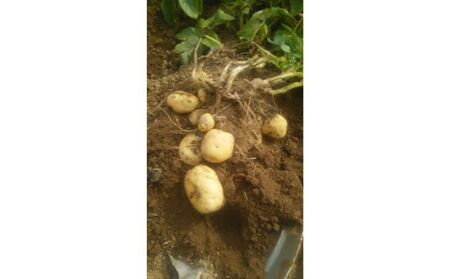 まなびファーム 令和8年産じゃがいも2.2kg 野菜 根菜 国産 新じゃがいも ジャガイモ きたあかり 新じゃが ポテト 食材 九十九里町 千葉県