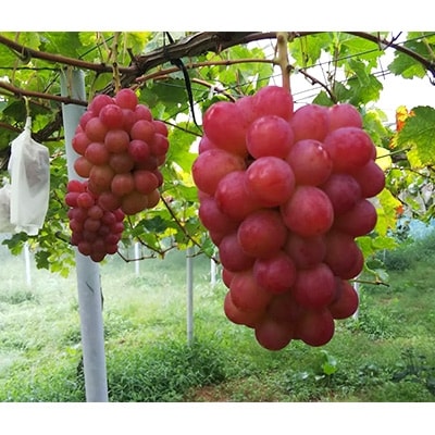 パリッと皮ごと食べられるマスカットビオレ1.3kg【配送不可地域：離島】