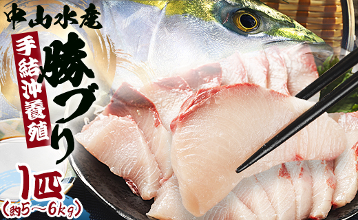 ブリ 1匹(5kg～6kg) 【配送日指定可能】 【期間限定】中山水産 手結沖養殖「勝ブリ」 ny-0014