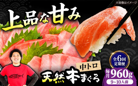 【全6回定期便】たね熟天然本まぐろ中トロ(960g) [AOCE038] まぐろ