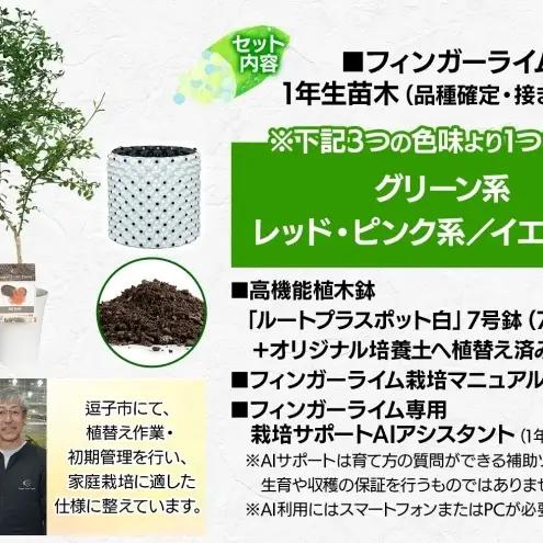 フィンガーライム 栽培体験セット 柑橘 フルーツ 苗 栽培セット 植木鉢 家庭菜園 ガーデニング ワクワクプラント 食育 植育 初心者 植替え済 AIサポート マニュアル付き 体験 神奈川県 逗子市 