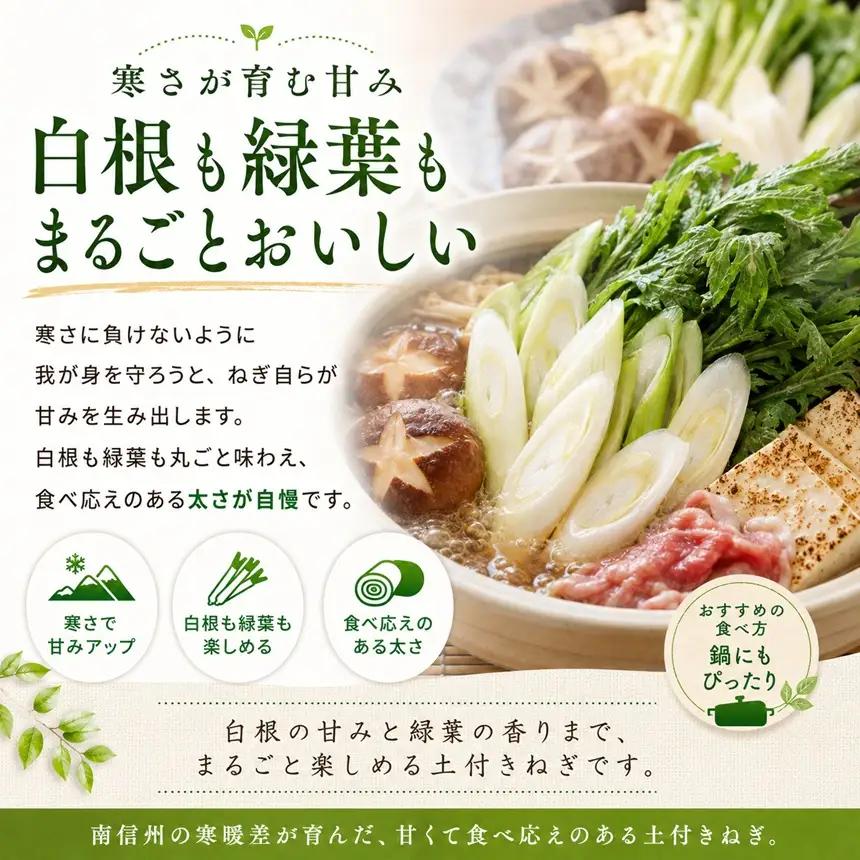 【南信州産】 土付きねぎ 3kg (600g×5袋) 【2026年11月下旬～順次発送】 ＪＡみなみ信州ＤＭセンター飯田市