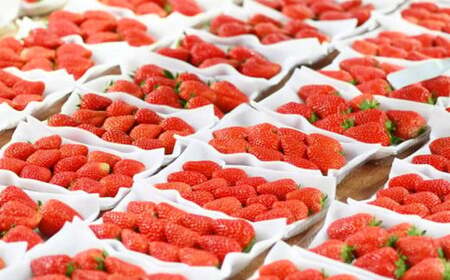 いちご 掛川産 完熟いちご 紅ほっぺ  280g×４P 1.12kg (8～15粒入×4P) R7年4月発送 水野農園 6436