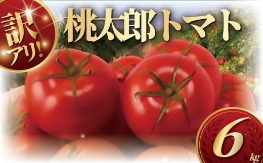 訳あり ハウス桃太郎トマト6kg トマト 野菜 やさい 果物 とまと 2026年4月発送 tomato 甘い リコピン トマト フルーツ 先行予約 2026年 産地直送 数量限定 農家直送 鮮度 新鮮 土耕栽培 栽培 ビタミンC 美容 健康 お弁当 先行予約 わけあり 訳アリ 訳あり品 サラダ 亀井農園 神奈川 湘南 藤沢