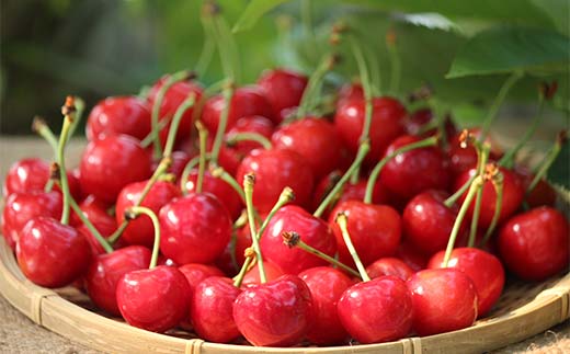 《2026年発送先行予約》さくらんぼ紅秀峰 約700g 350×2 L～2L化粧箱 果物 くだもの フルーツ 夏果物 サクランボ F4A-0950