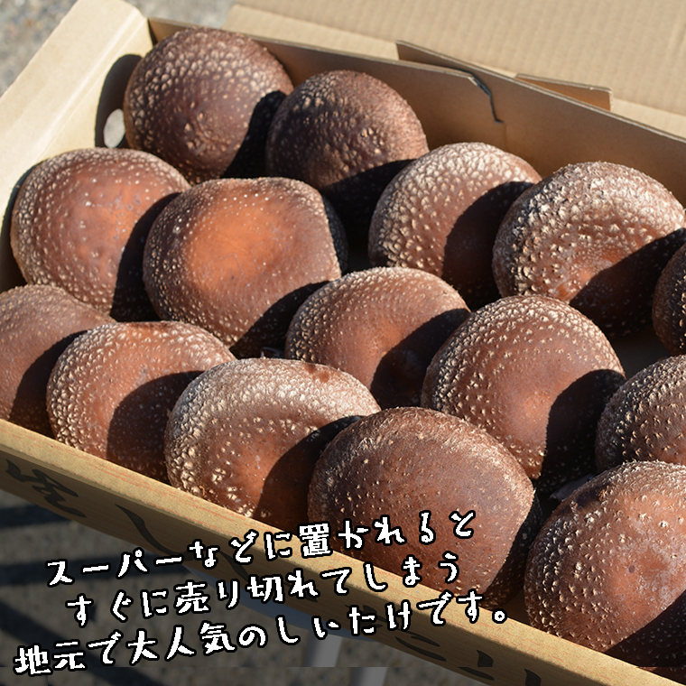 中山さん家の肉厚ジャンボしいたけ約1kg（15枚程度）【菌床