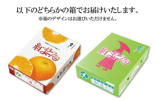 【2026年11月頃から順次発送】 紅まどんな 約3kg 【秀品】 ＜ JA正規化粧箱 ＞ | 紅まどんな 紅マドンナ べにまどんな まどんな マドンナ ベニマドンナ みかん ミカン 蜜柑 果物 くだ