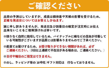 《2026年4月～6月発送》最高糖度18度！？ 石垣島産完熟スナックパイン 2個セット 【 沖縄県 石垣市 石垣島 完熟 パイン パイナップル スナック 産地直送 】TF-23_R8