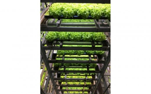 
            Osaka Agri Marche フリルレタス・バタビアレタス
          