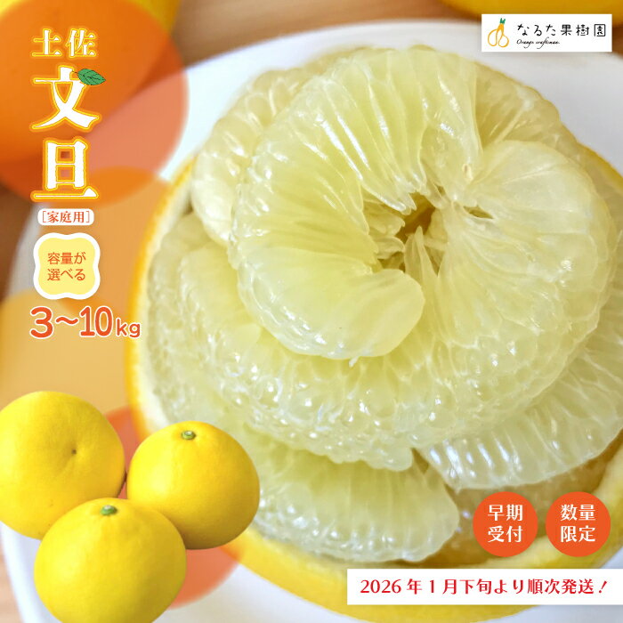 【ふるさと納税】 【 早期受付 期間限定 数量限定 】 土佐文旦 3kg～10kg 家庭用 人気 冬 旬 フルーツ 果物 文旦 ぶんたん ブンタン 甘酸っぱい 柑橘 土佐 高知県 高知 四万十市 四万十 しまんと お取り寄せ 産地直送 送料無料【配送時期：2026年1月下旬～3月上旬】