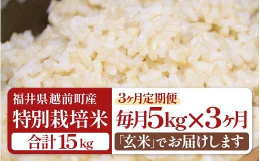 【生活応援米】定期便 ≪3ヶ月連続お届け≫令和7年産 特別栽培米5kg × 3回（合計15kg）福井県越前町産【玄米】【お米 コメ kome 5キロ  白米 玄米 家庭用 農薬5割減】 [e81-c001_02]