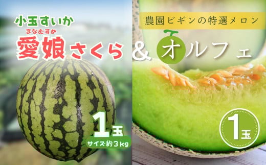 【先行予約】 小玉スイカ「愛娘」＆メロン「オルフェ」セット 各1玉 農園ビギン 【0002-0332-01】