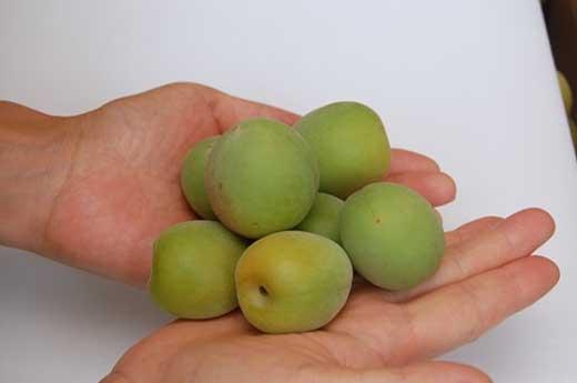 【数量限定】梅ジュースに最適！紀州特産　冷凍南高梅　3kg