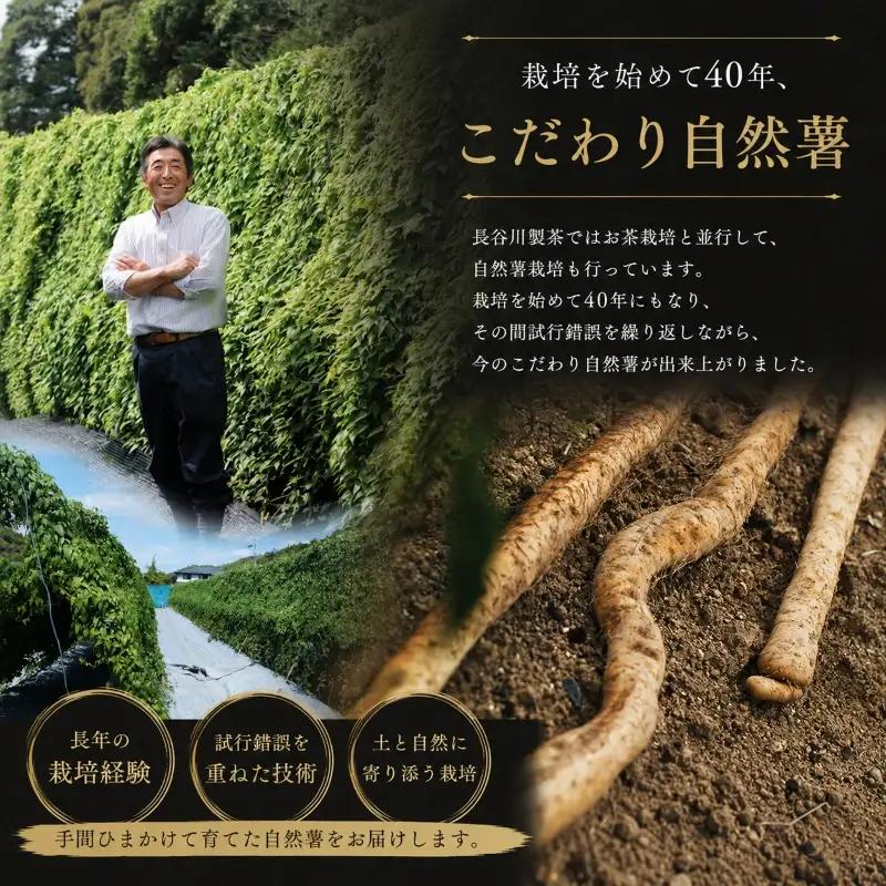 【期間限定発送】自然薯 訳あり 自然薯 1㎏ とろろ