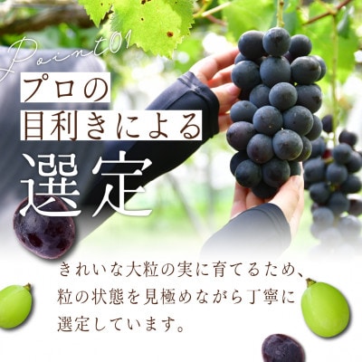 シャインマスカット 約2.8kg (4房)【2026年発送】茨城県産フルーツ 人気のぶどう【配送不可地域：離島・沖縄県】