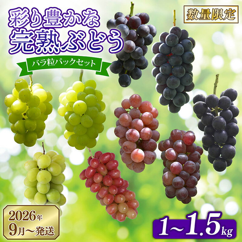 【ふるさと納税】 【先行予約】 2026年発送 彩り豊かな完熟ぶどう 選べる バラ粒パックセット 1kg 1.5kg 9種類 食べ比べ 数量限定 早期終了 予定あり ぶどう 葡萄 希少品種 フルーツ 果物 くだもの 新鮮 甘い 皮ごと 田原ぶどう園bigarre 奈良県 奈良市 奈良 なら