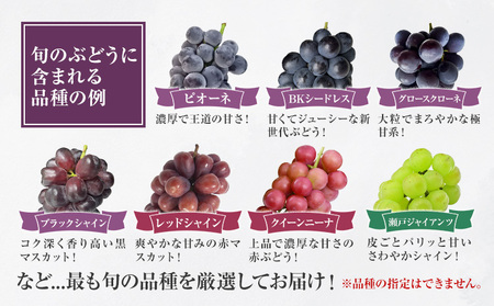 〈プラスワン企画実施中〉 シャインマスカット 1房・旬のぶどう 1房 ＋ お試しぶどう 1房 計 1.4kg Orchard M《8月中旬-10月上旬頃出荷》熊本県 長洲町 果物 フルーツ スイーツ 