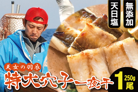 特大 あなご一夜干し 1尾 250g 「天女の羽衣」【穴子 一夜干し 250g 穴子干物 魚介類 魚 アナゴ 干物 特大 50cm 無添加 天日塩 新鮮 冷凍 真空パック 贈答 ギフト 父の日 母の日】