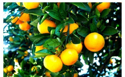 【先行予約・年明け配送】 令和8年1月から出荷開始 / 荒木一番みかん約10kg _1422R-2